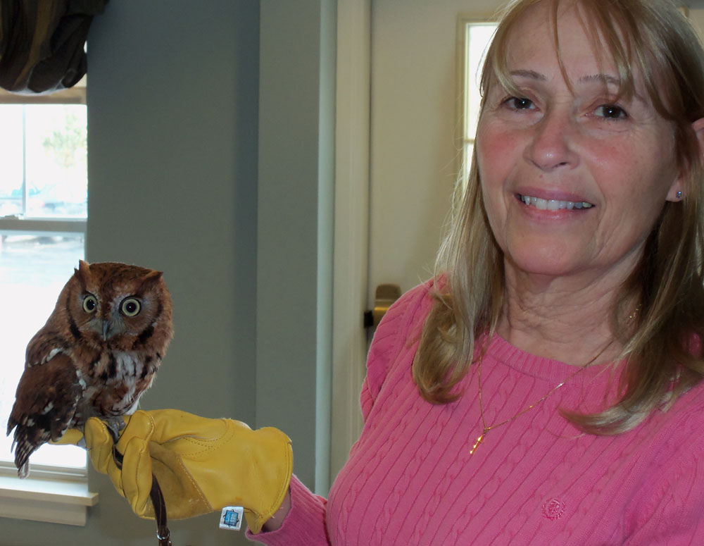 Volunteer <b>Nancy Foote</b> with an Eastern screech owl. - Nancy-Foote-with-an-Eastern-Screech-owl